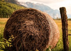 Technological solutions for the production of quality hay